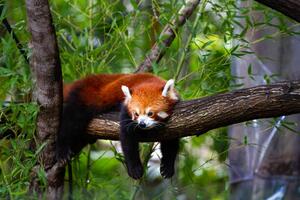 Fotografija Red panda, Marianne Purdie, (40 x 26.7 cm)