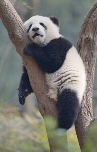 Umjetnička fotografija A young panda sleeps on the branch of a tree, All copyrights belong to Jingying Zhao, (24.6 x 40 cm)