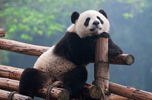 Umjetnička fotografija Cute panda bear, Hung_Chung_Chih, (40 x 26.7 cm)