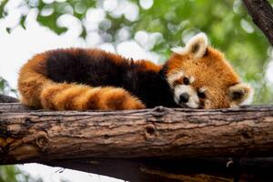 Fotografija Red panda in a tree, Mark Chivers, (40 x 26.7 cm)
