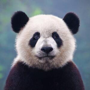 Umjetnička fotografija Closeup shot of a giant panda bear, Hung_Chung_Chih, (40 x 40 cm)