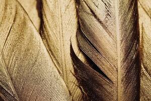 Ilustracija Close-up of Gold Leaf Feathers, Adrienne Bresnahan