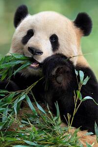 Umjetnička fotografija Cute Panda, TianYuanOnly, (26.7 x 40 cm)