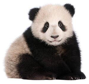Umjetnička fotografija A six month old giant panda on a white background, GlobalP, (40 x 35 cm)