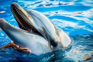 Umjetnička fotografija Dolphin smile in water scene with, EvaL, (40 x 26.7 cm)