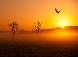 Fotografija Misty sunrise with crow, Michael Roberts, (40 x 30 cm)