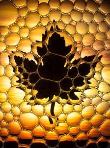Ilustracija Maple leaf bubbles, Don Farrall