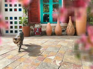 Umjetnička fotografija Cute domestic cat by house front door, imagedepotpro, (40 x 30 cm)