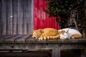 Umjetnička fotografija Cats sleeping on the bench, Marser, (40 x 26.7 cm)