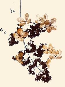 Ilustracija Withered flowers can be used as bookmarks, fanjie Tang, (26.7 x 40 cm)