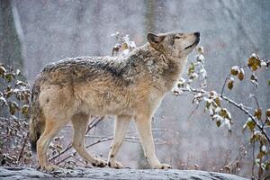 Fotografija Easter gray wolf In winter, Copyright Michael Cummings, (40 x 26.7 cm)