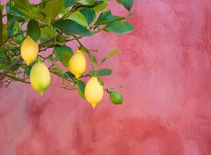 Umjetnička fotografija lemon tree near red wall, Grant Faint, (40 x 30 cm)