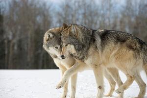 Fotografija Wolves (Canis lupus) nuzzling in snow, side view, John Giustina, (40 x 26.7 cm)