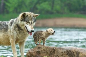 Fotografija Gray Wolf pup and adult, Stan Tekiela Author / Naturalist / Wildlife Photographer, (40 x 26.7 cm)