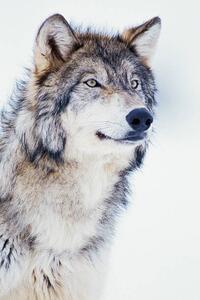 Fotografija Winter Timber Wolf, David A. Northcott, (26.7 x 40 cm)