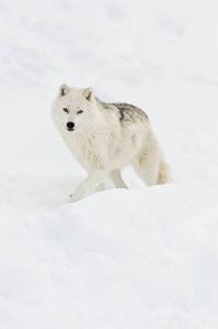 Umjetnička fotografija Arctic wolf walking on snow in winter, Maxime Riendeau, (26.7 x 40 cm)