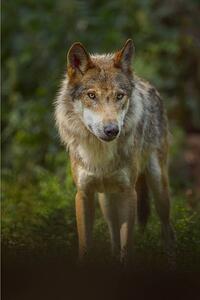 Fotografija European Gray Wolf, Canis lupus lupus, Raimund Linke, (26.7 x 40 cm)