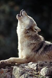 Umjetnička fotografija Grey Wolf (Canis lupus) howling on rock, John Giustina, (26.7 x 40 cm)