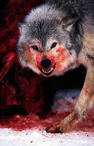 Umjetnička fotografija Grey wolf (Canis lupus) snarling over fresh kill, John Giustina, (26.7 x 40 cm)