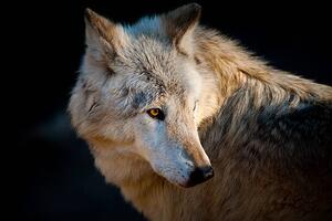 Umjetnička fotografija Arctic wolf. Canis lupus arctos, Daniel Hernanz Ramos, (40 x 26.7 cm)