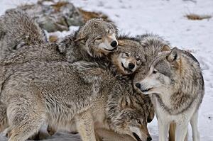 Fotografija Timber Wolf Pack, Copyright Michael Cummings, (40 x 26.7 cm)