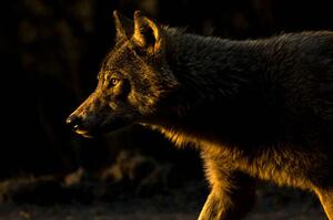 Fotografija Wolf in Golden Light, Chad Graham, (40 x 26.7 cm)