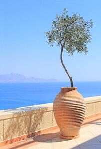 Umjetnička fotografija Olive tree growing in a pot, itsabreeze photography, (26.7 x 40 cm)