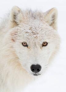 Umjetnička fotografija Arctic wolf closeup with snow on, Jim Cumming, (30 x 40 cm)