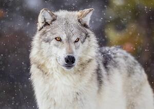 Umjetnička fotografija Wolf in Winter Snow, KenCanning, (40 x 30 cm)