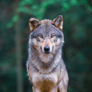 Umjetnička fotografija Grey wolf looking straight in, tilo, (40 x 40 cm)