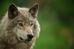 Fotografija Gray Wolf, Copyright Michael Cummings, (40 x 26.7 cm)
