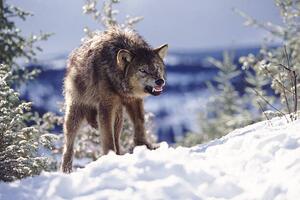 Fotografija Snarling Wolf, Terry W. Eggers, (40 x 26.7 cm)