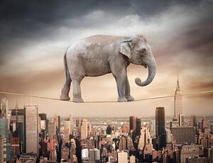 Ilustracija Elephant balancing on the rope, narvikk, (40 x 30 cm)