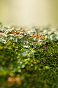 Umjetnička fotografija Two weaver ants on a lichen, Jordan Lye, (26.7 x 40 cm)