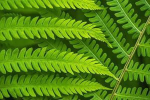 Fotografija Fern leaf in the forest - green nature background, Belyay, (40 x 26.7 cm)