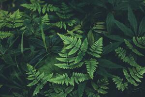 Fotografija Jungle leaves background, Jasmina007