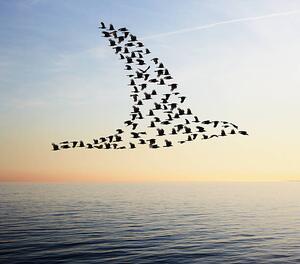 Ilustracija Flock of birds in bird formation flying above sea, Tim Robberts, (40 x 35 cm)