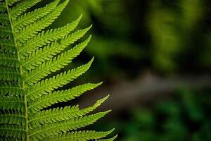 Fotografija leaf of a fern, dbefoto, (40 x 26.7 cm)