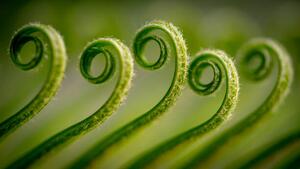 Fotografija Close-up of fern,Gujranwala,Punjab,Pakistan, Umair Zia / 500px, (40 x 22.5 cm)