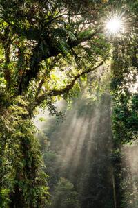 Umjetnička fotografija Sunbeam in Tropical Rain forest in Danum Valley, Nora Carol Photography, (26.7 x 40 cm)