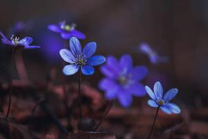 Fotografija Blue anemones on the forest floor, Baac3nes, (40 x 26.7 cm)