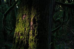 Fotografija tree trunk with many attachment, (40 x 26.7 cm)