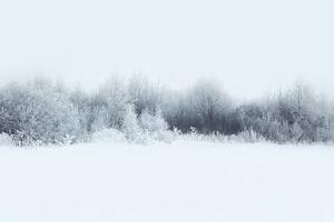 Fotografija Beautiful winter forest landscape, trees covered, Guasor, (40 x 26.7 cm)
