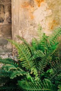 Umjetnička fotografija Green fern leaves lush foliage., Olena Malik, (26.7 x 40 cm)