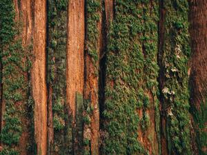Fotografija Natural moss pattern on cedar tree, Alex Ratson