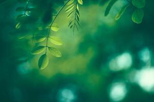 Umjetnička fotografija Leaf Background, Jasmina007, (40 x 26.7 cm)