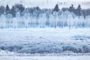 Fotografija Hoar frosted trees in Jackson, Wyoming,, David Clapp