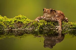 Umjetnička fotografija A common toad, MarkBridger, (40 x 26.7 cm)