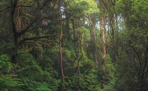 Fotografija Australian temperate rainforest jungle detail, Kristian Bell, (40 x 24.6 cm)