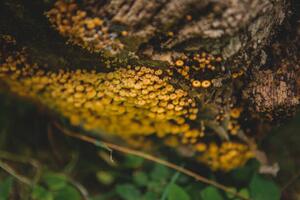 Fotografija Tiny mushroom fungus, Annie Otzen, (40 x 26.7 cm)